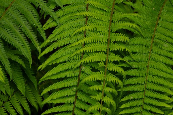 Les Innovations Écologiques : La Solution du Mouvement Vert Face à l'Urgence Climatique